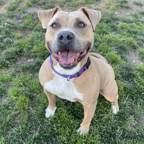 Cindy - Pit Bull Terrier