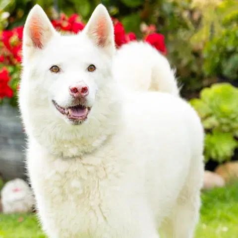 Ghost - Siberian Husky