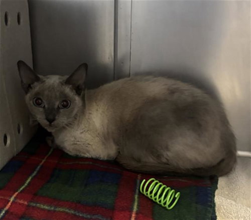 picture of the cat needing adoption