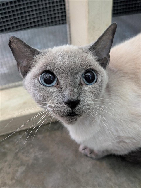 *JOLENE, a cat for adoption from Ventura County Animal Regulation