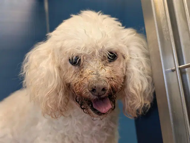 Unknown - Poodle (Miniature)