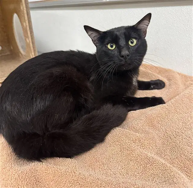 Unknown - Domestic Short Hair