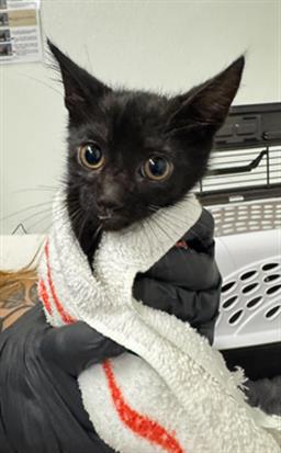 picture of the cat needing adoption