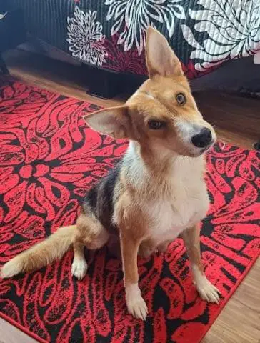 Unknown - Australian Cattle Dog/Blue Heeler