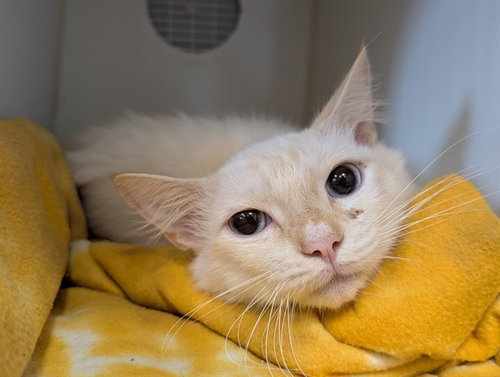 picture of the cat needing adoption