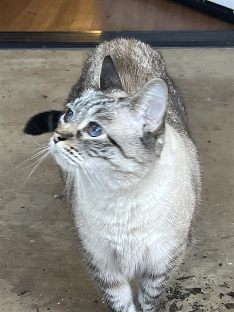 picture of the cat needing adoption