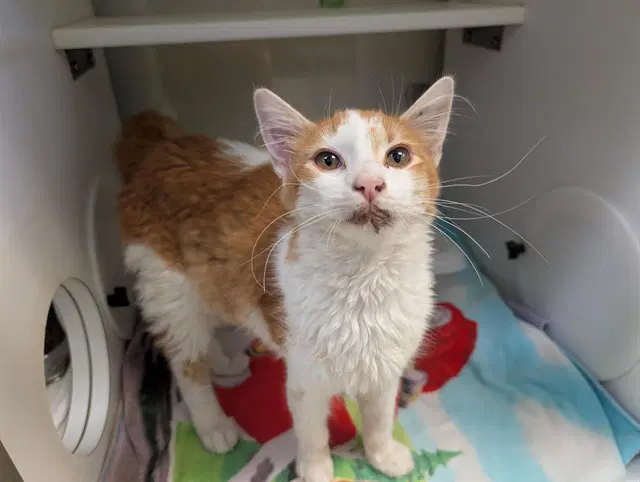 Unknown - Domestic Medium Hair