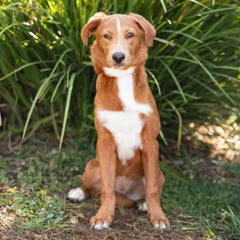 Unknown - Australian Shepherd
