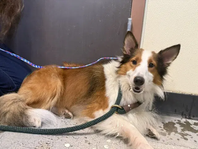 Roxie - Shetland Sheepdog Sheltie