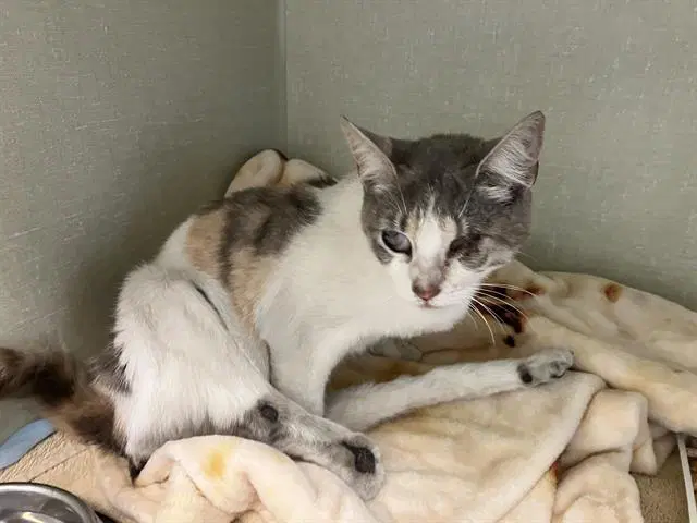 Unknown - Domestic Short Hair