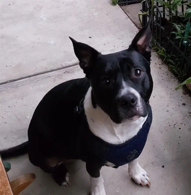 Buddy image 1