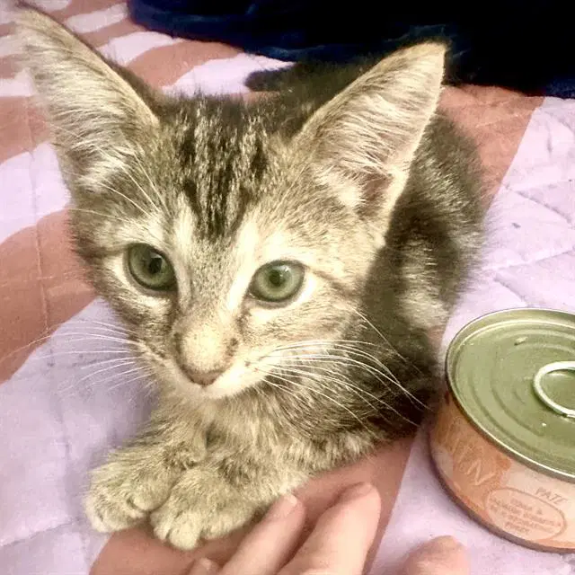 Buttercup - Domestic Short Hair