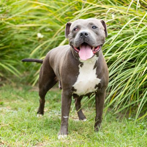 *SILKA, a dog for adoption from Ventura County Animal Regulation