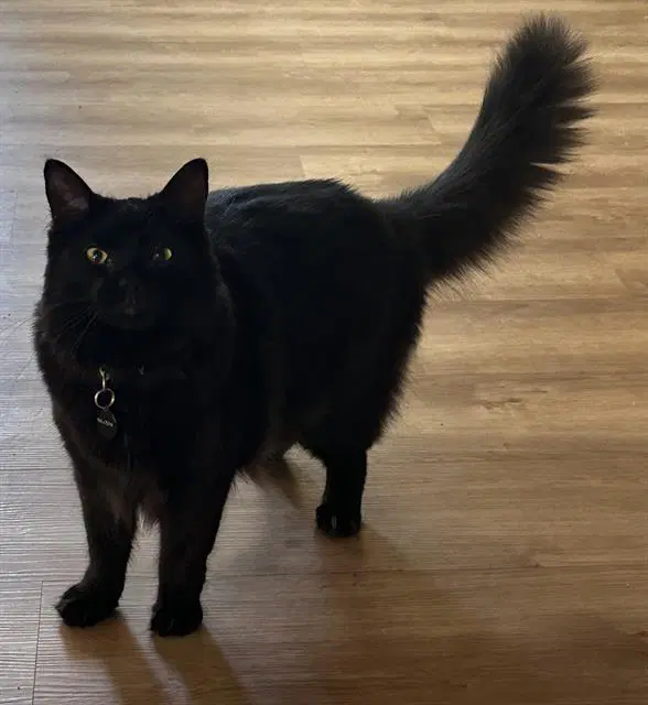 Shadow - Domestic Short Hair