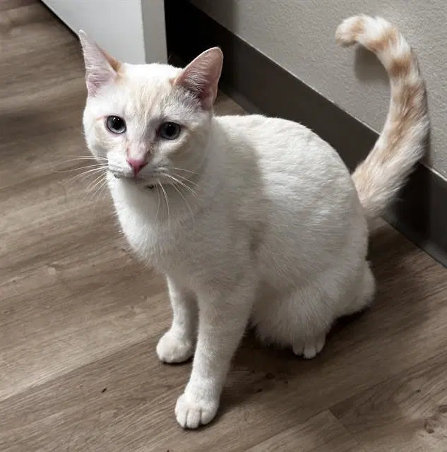 Cue Ball - Domestic Short Hair