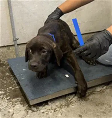 Jeans - Cane Corso Mastiff