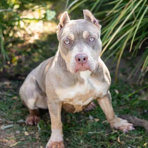 Sheila - Pit Bull Terrier