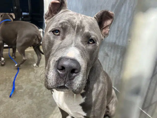 Eduard - Pit Bull Terrier