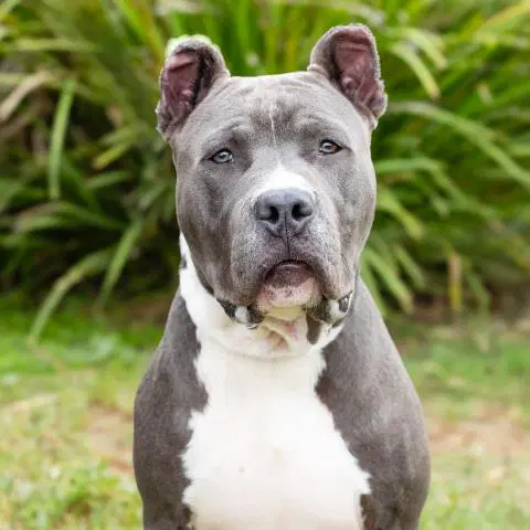 Eduard - Pit Bull Terrier