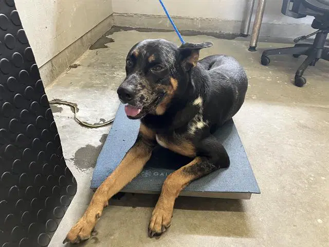 Tarek - German Shepherd Dog