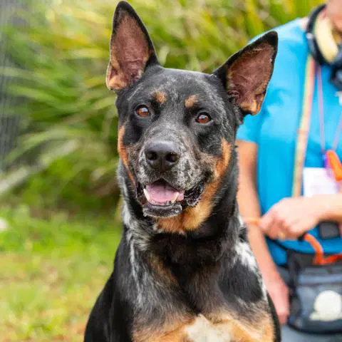Tarek - German Shepherd Dog