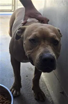 Unknown - Pit Bull Terrier