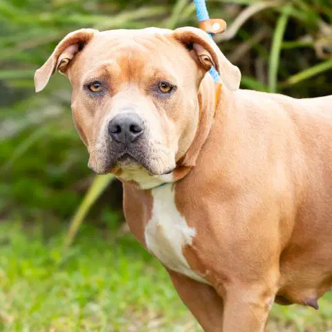 Unknown - Pit Bull Terrier
