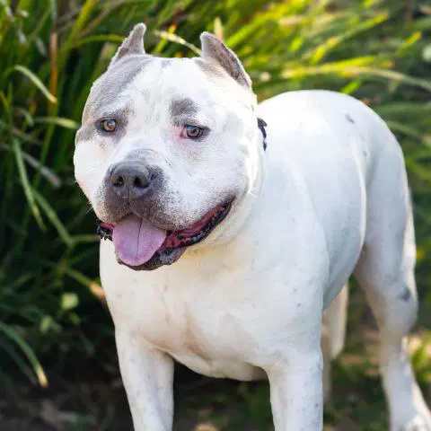 Bronx - Pit Bull Terrier