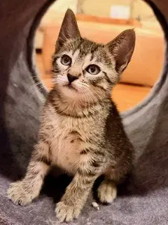 Lola - Domestic Short Hair