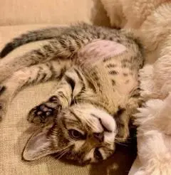 Lilly - Domestic Short Hair