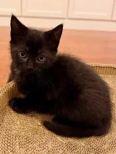 Nova - Domestic Short Hair