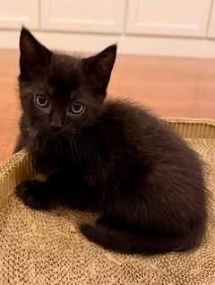 Nova
