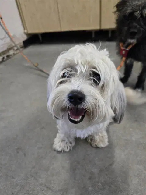 Mazie - Maltese