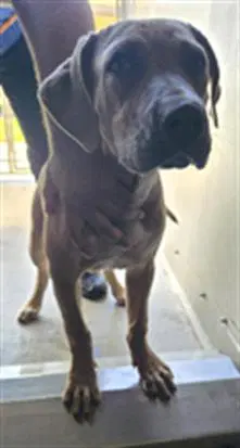 Unknown - Pit Bull Terrier