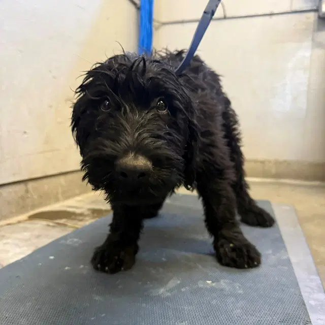 Unknown - Poodle (Standard)