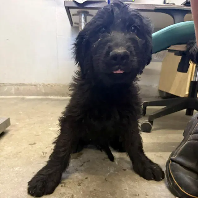 Unknown - Poodle (Standard)