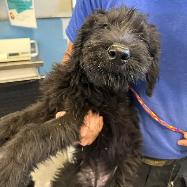 Unknown - Poodle (Standard)