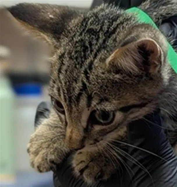 Unknown - Domestic Short Hair