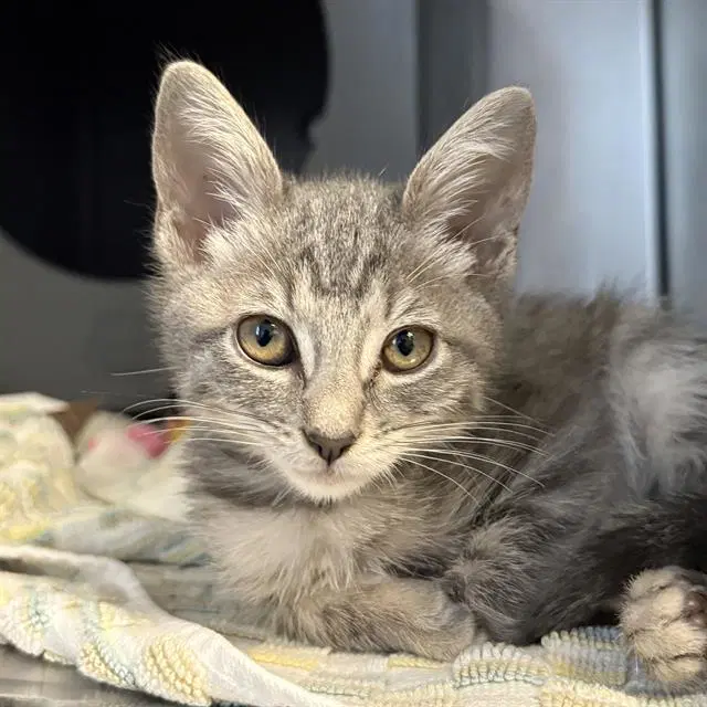 Unknown - Domestic Short Hair