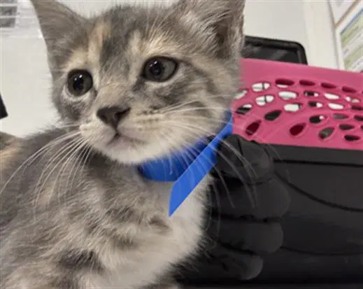 Unknown - Domestic Short Hair