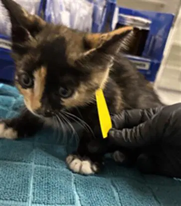 Unknown - Domestic Short Hair
