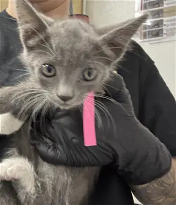 Unknown - Domestic Short Hair