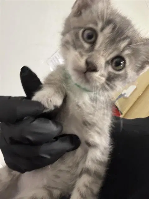 Unknown - Domestic Short Hair