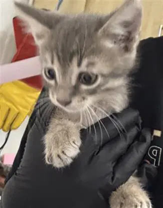 Unknown - Domestic Short Hair