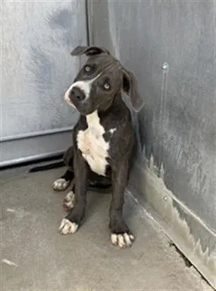 Unknown - Pit Bull Terrier