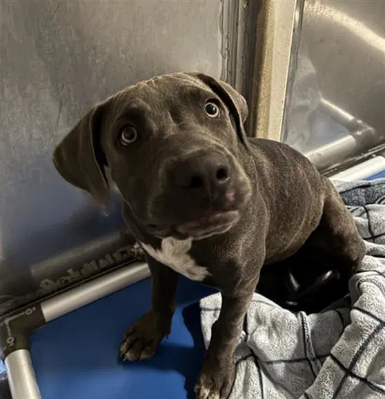 Unknown - Pit Bull Terrier