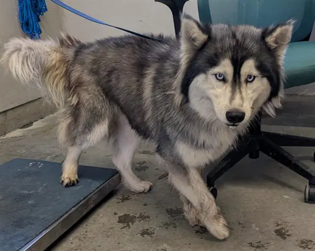 Unknown - Siberian Husky