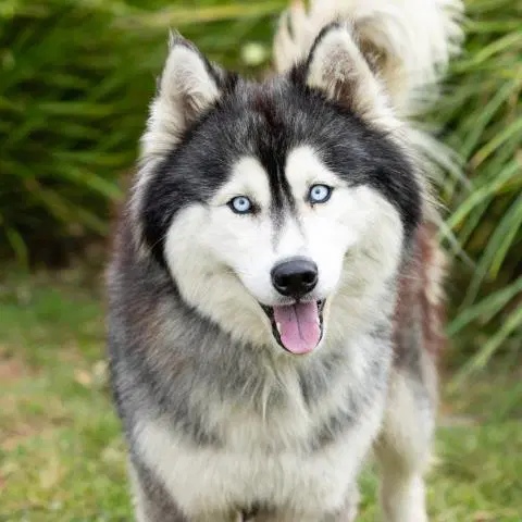 Unknown - Siberian Husky