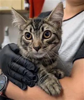 Ruby - Domestic Short Hair