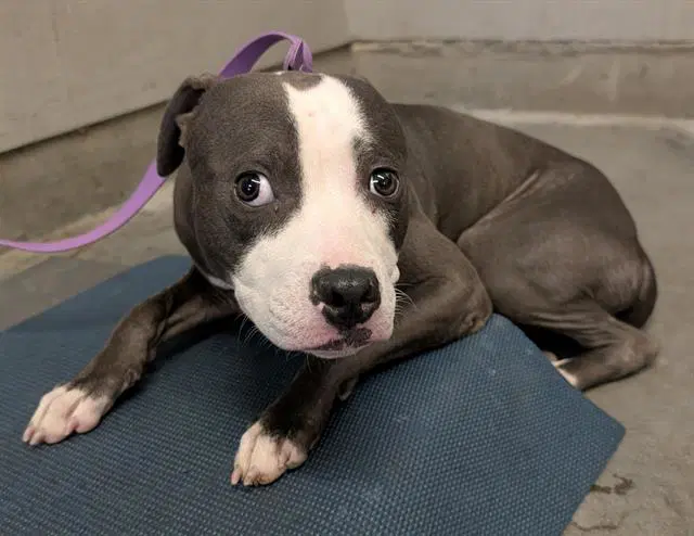 Smiley - Pit Bull Terrier